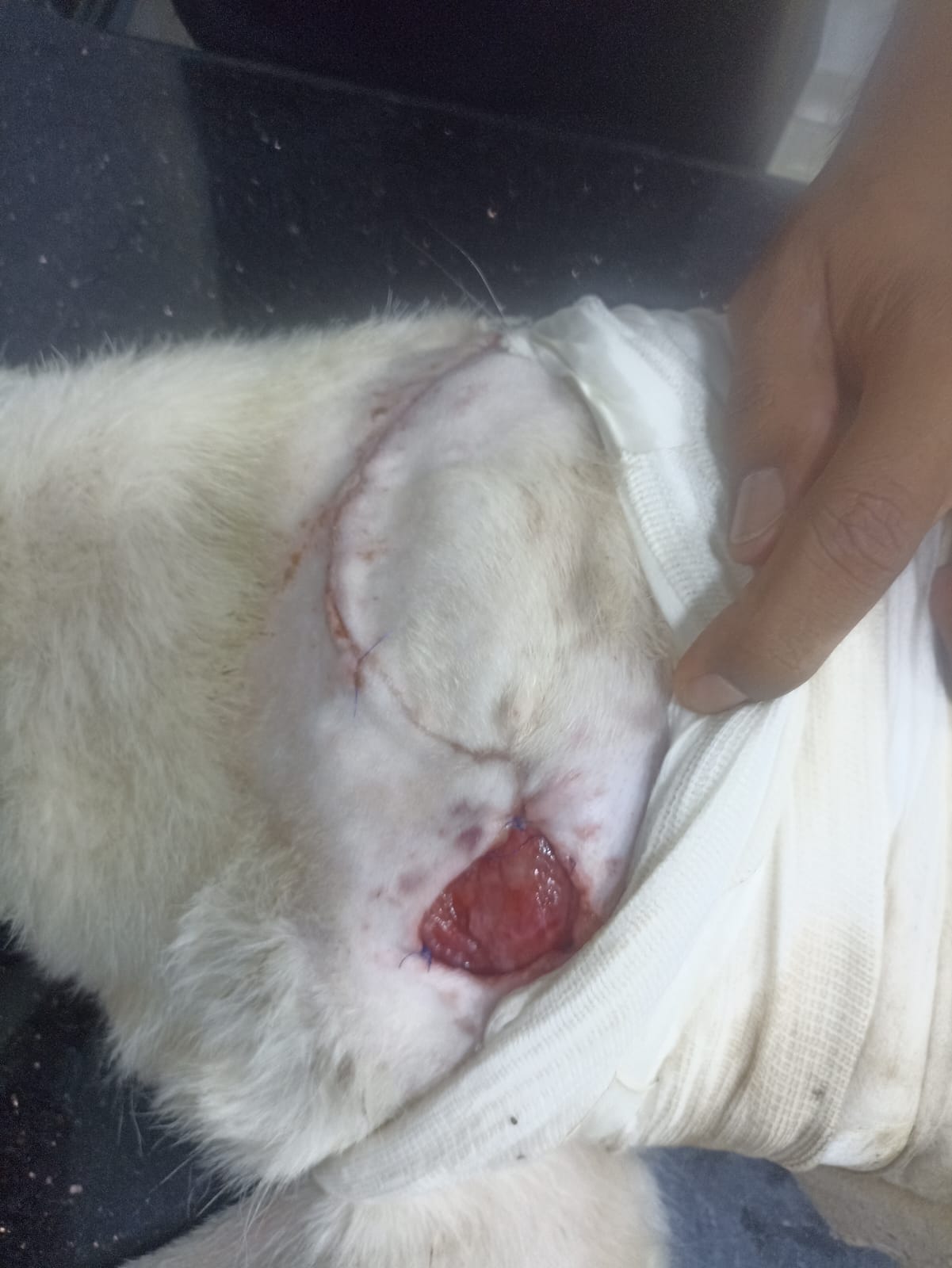 جرح عزوز أثناء العلاج